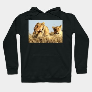 African Lions, Serengeti, Tanzania Hoodie